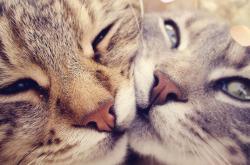 开云官网-F1新赛季揭幕战焦点战，赛场如战场，太阳狂胜马刺的启示